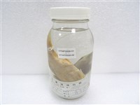 六絲馬鮁魚藏品圖，第2張